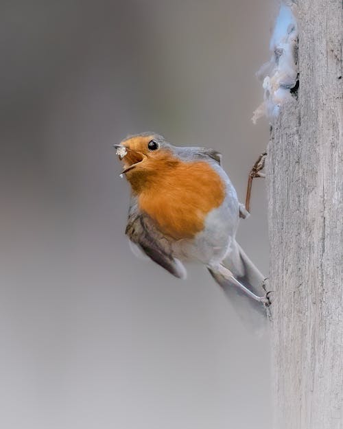 Fotos de stock gratuitas de bokeh, fauna, fotografía de animales