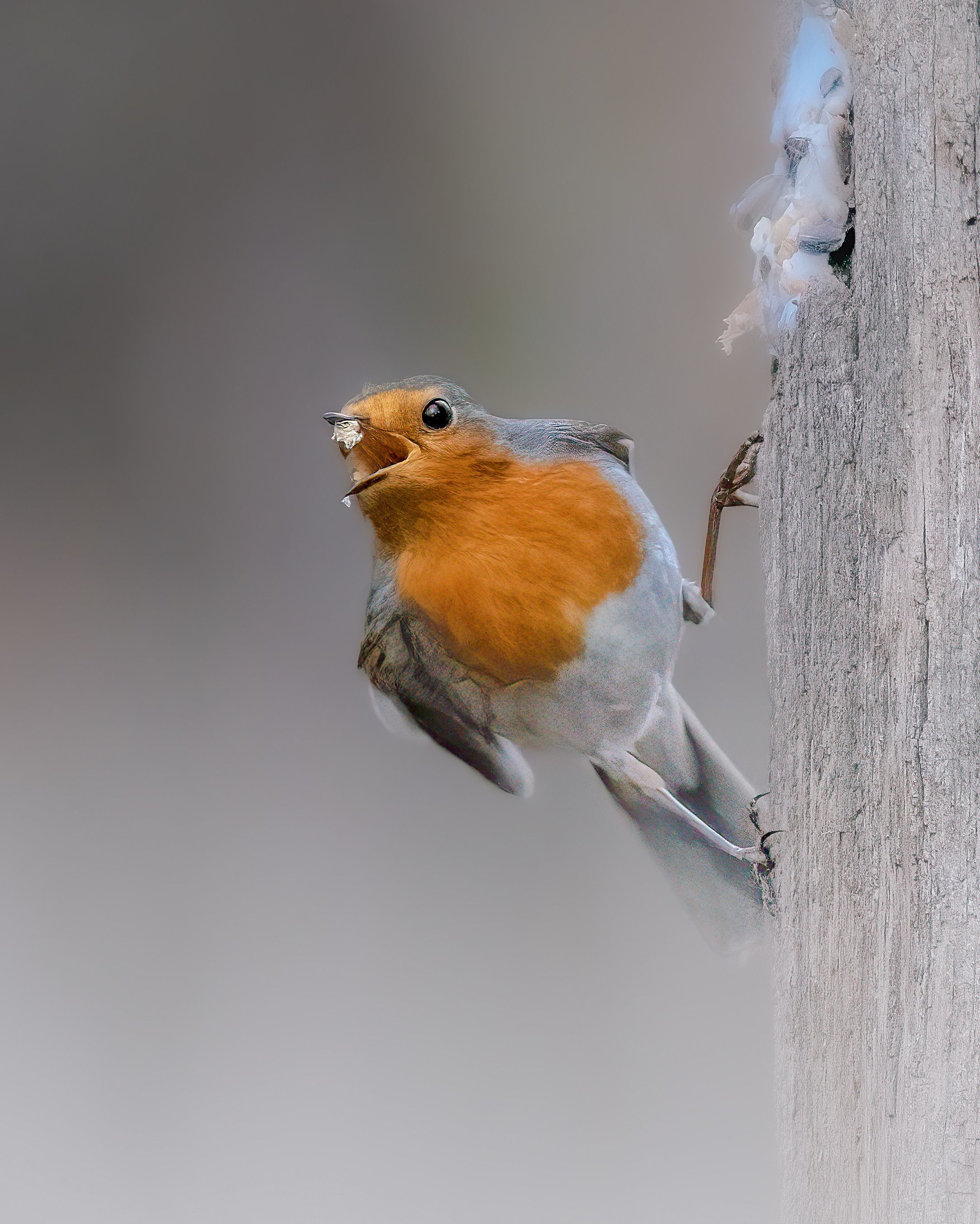 Robin Perching Outdoors · Free Stock Photo