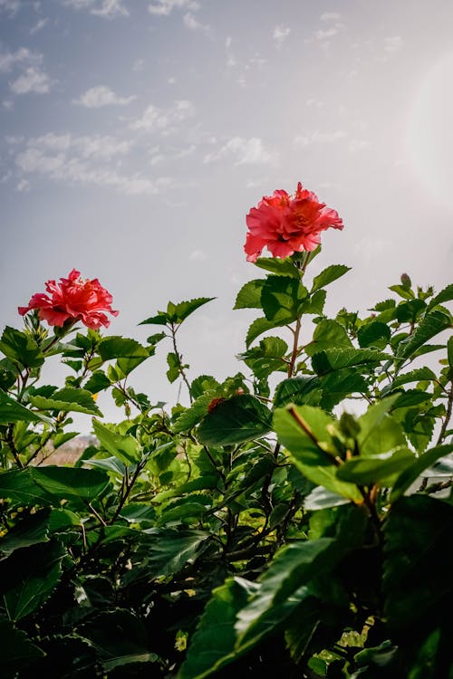 ピンクの花, ブッシュ, ローアングルショットの無料の写真素材