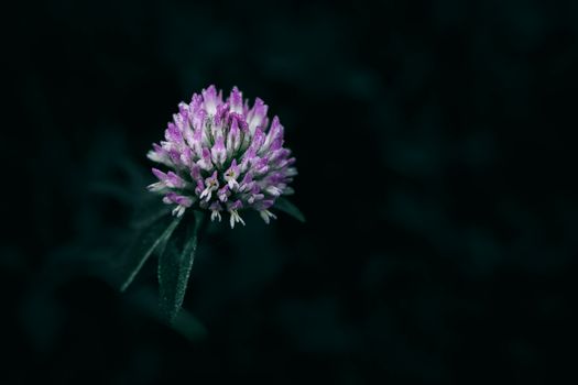 Close-up of a purple clover flower with dark, contrasting background.