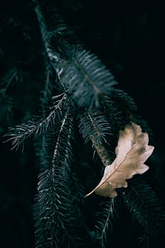 Close-up of an oak leaf resting on dark fir tree needles, highlighting autumn vibes.