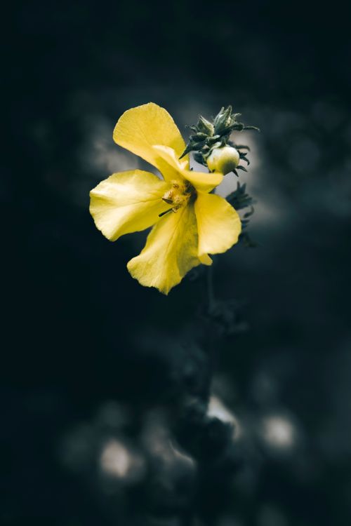 Free Close-up of a vibrant yellow flower with a dark, moody background, highlighting natural beauty. Stock Photo