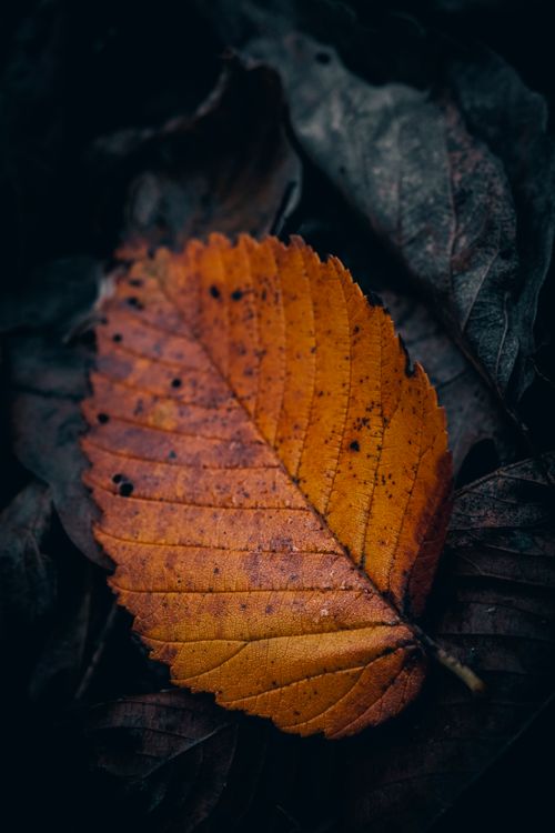 Free A detailed close-up of a single autumn leaf displaying rich textures on a dark background. Stock Photo