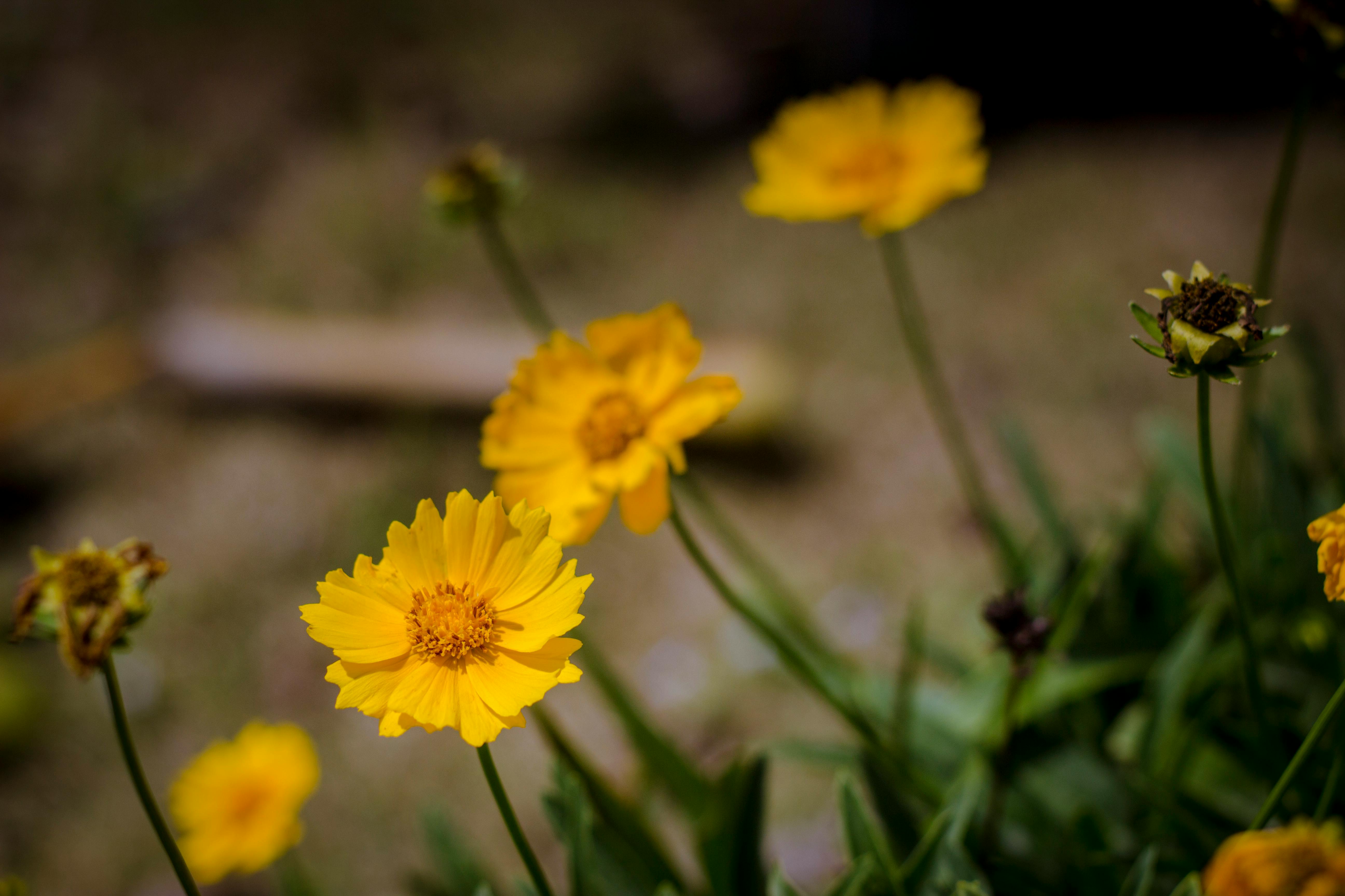 Free stock photo of flower, green, nature