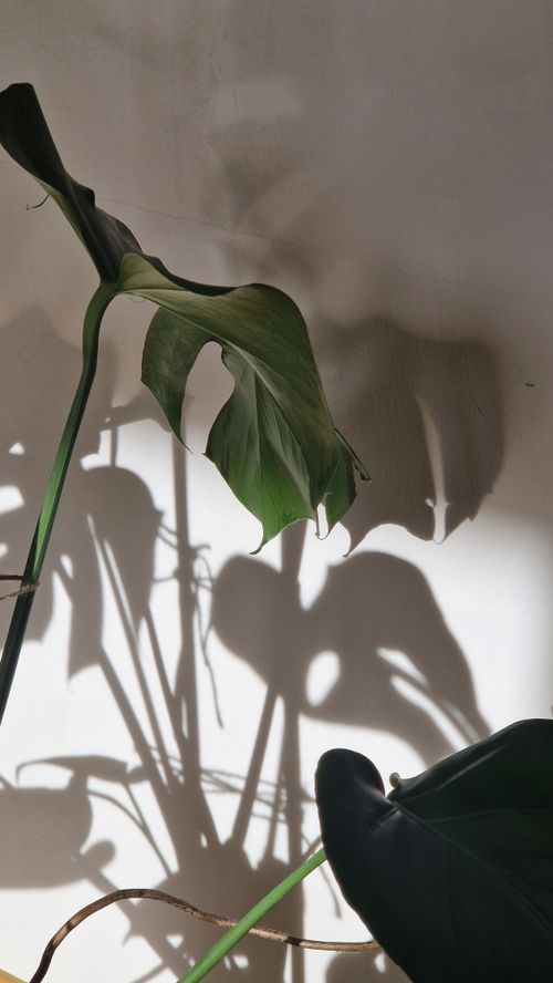Free A close focus on Monstera plant leaves casting artistic shadows on a neutral wall. Stock Photo