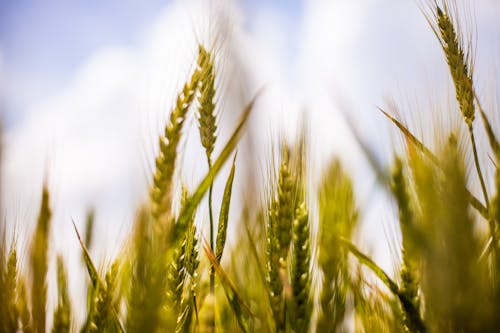 бесплатная Бесплатное стоковое фото с зерно, зерновое поле, злаки Стоковое фото