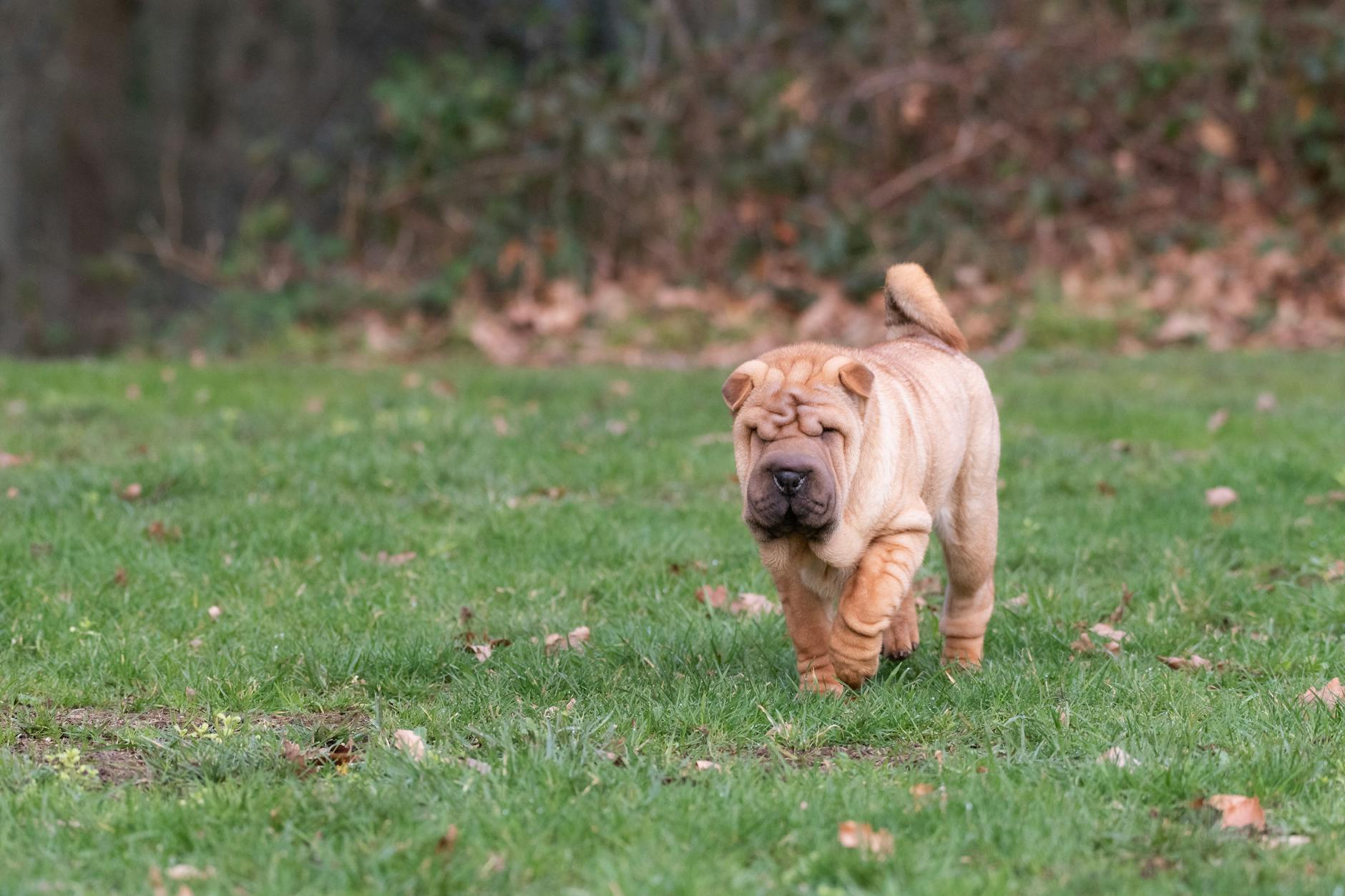 Cute Shar Pei puppy strolling through lush green grass outdoors.