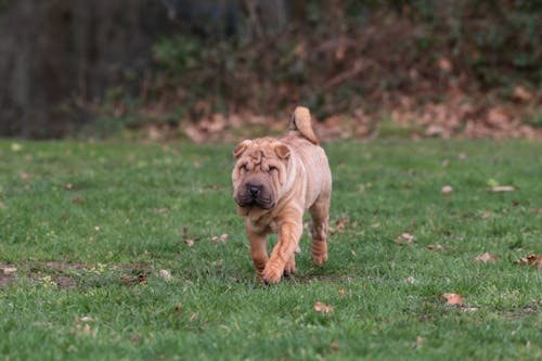 Imagine de stoc gratuită din a închide, animale de casă, câine