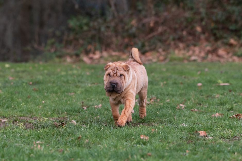 Adorable Shar Pei puppy enjoying a run on a grassy lawn in France.