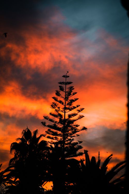Free Trees silhouetted against a vivid, colorful sunset sky with dramatic clouds. Stock Photo