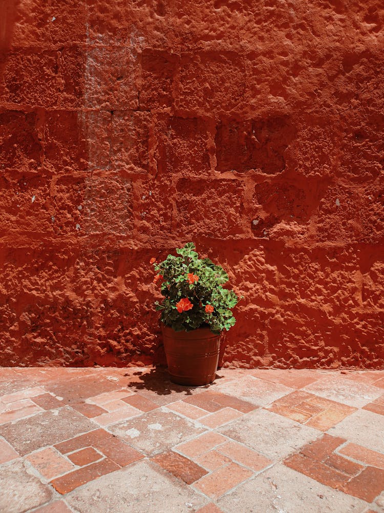 Potted Flower On The Red Wall