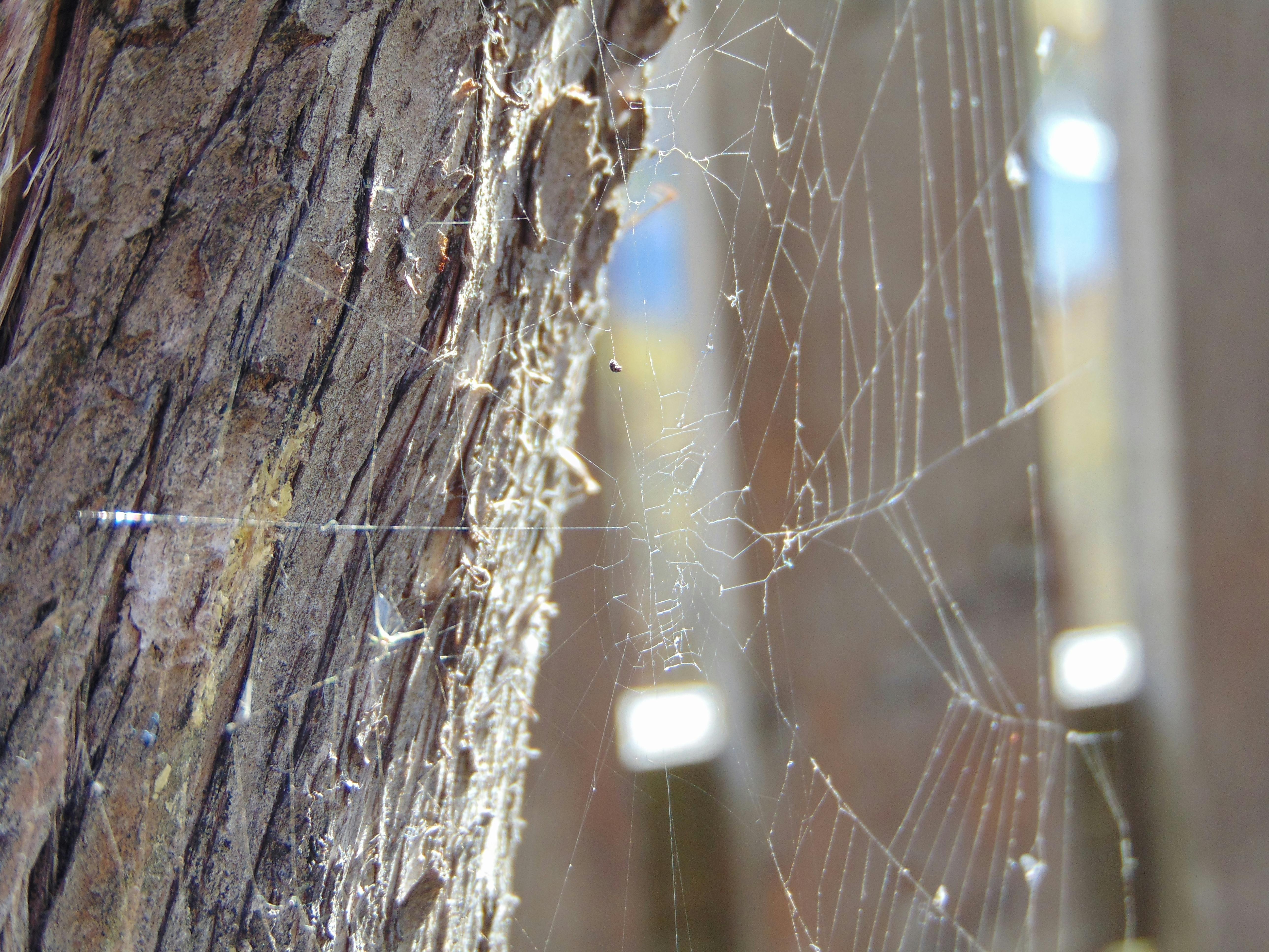 Free stock photo of network, spider web, tree