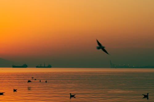 Základová fotografie zdarma na téma horizont, létání, moře