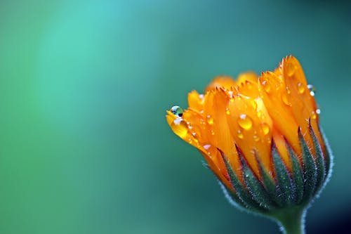 Kostenlos Orange Blütenblattblume Stock-Foto
