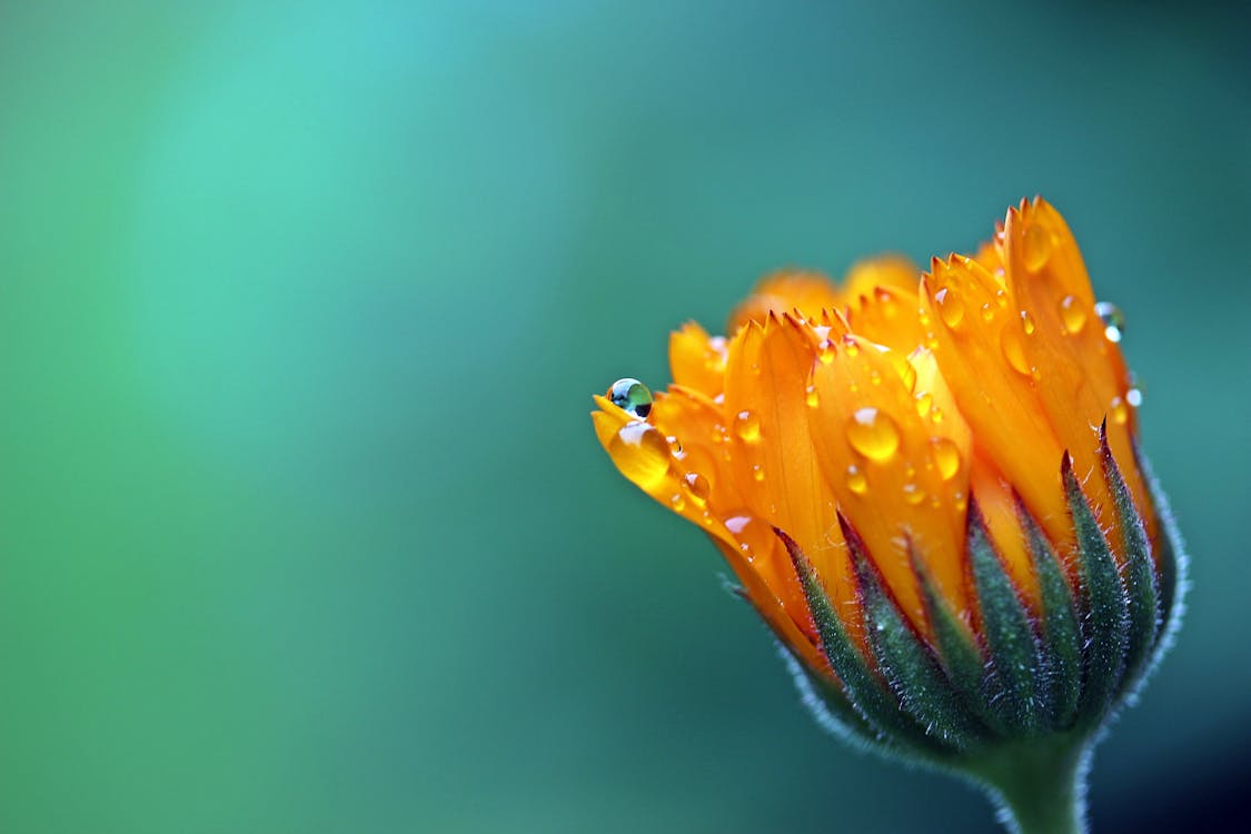 無料 オレンジ色の花びらの花 写真素材