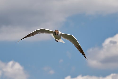 Close-up of a Flying Bird 