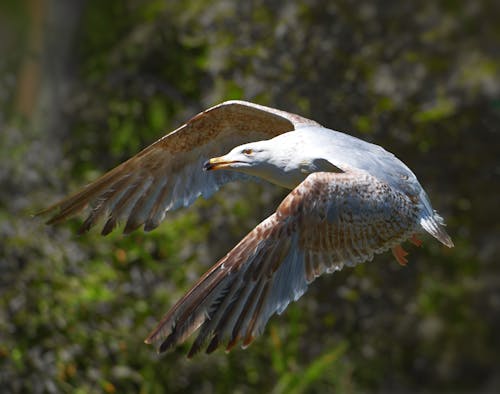 Close-up of a Flying Bird 