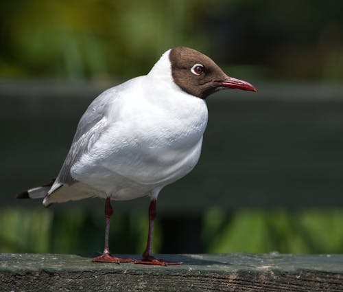 Gaivota De Cabeça Negra