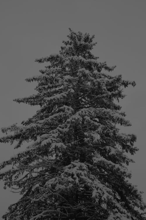 Foto profissional grátis de árvore, árvore coberta de neve, árvore velha