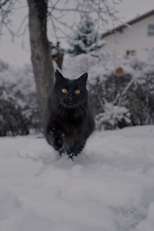 Foto profissional grátis de animais de estimação, com frio, escala de cinza