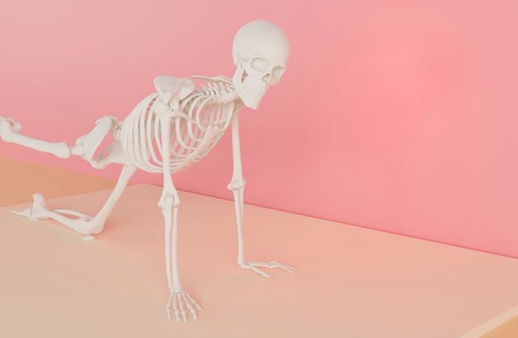 Human Skeleton Exercising In Pink Studio