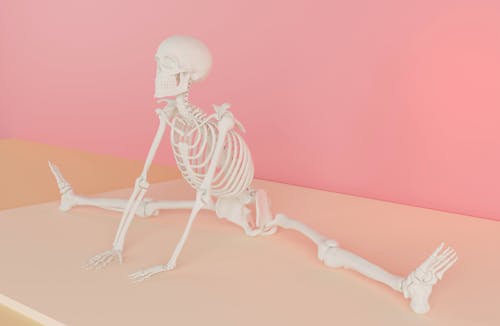 Безкоштовне стокове фото на тему «Анатомія, кістки, рожевий»
