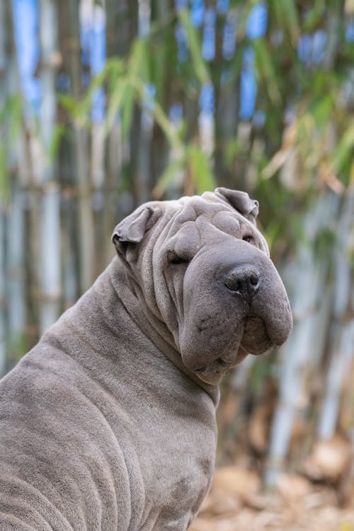 Foto profissional grátis de animal de estimação, cachorro, foco seletivo