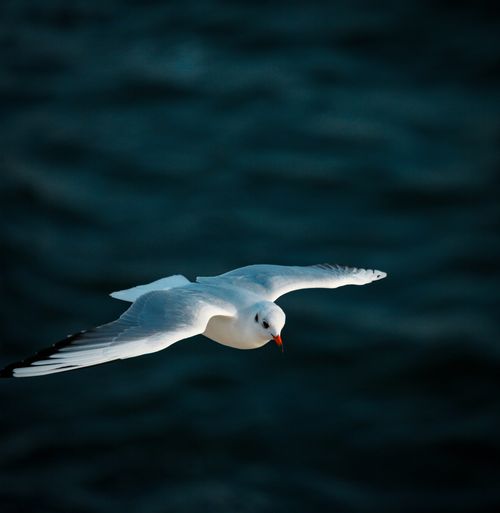Free A graceful seagull in flight over the deep blue waters of Istanbul, capturing nature's freedom. Stock Photo