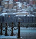 Seagull in Winter