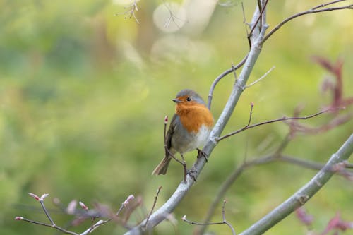 Close-up of Bird Sitting on Tree Branch