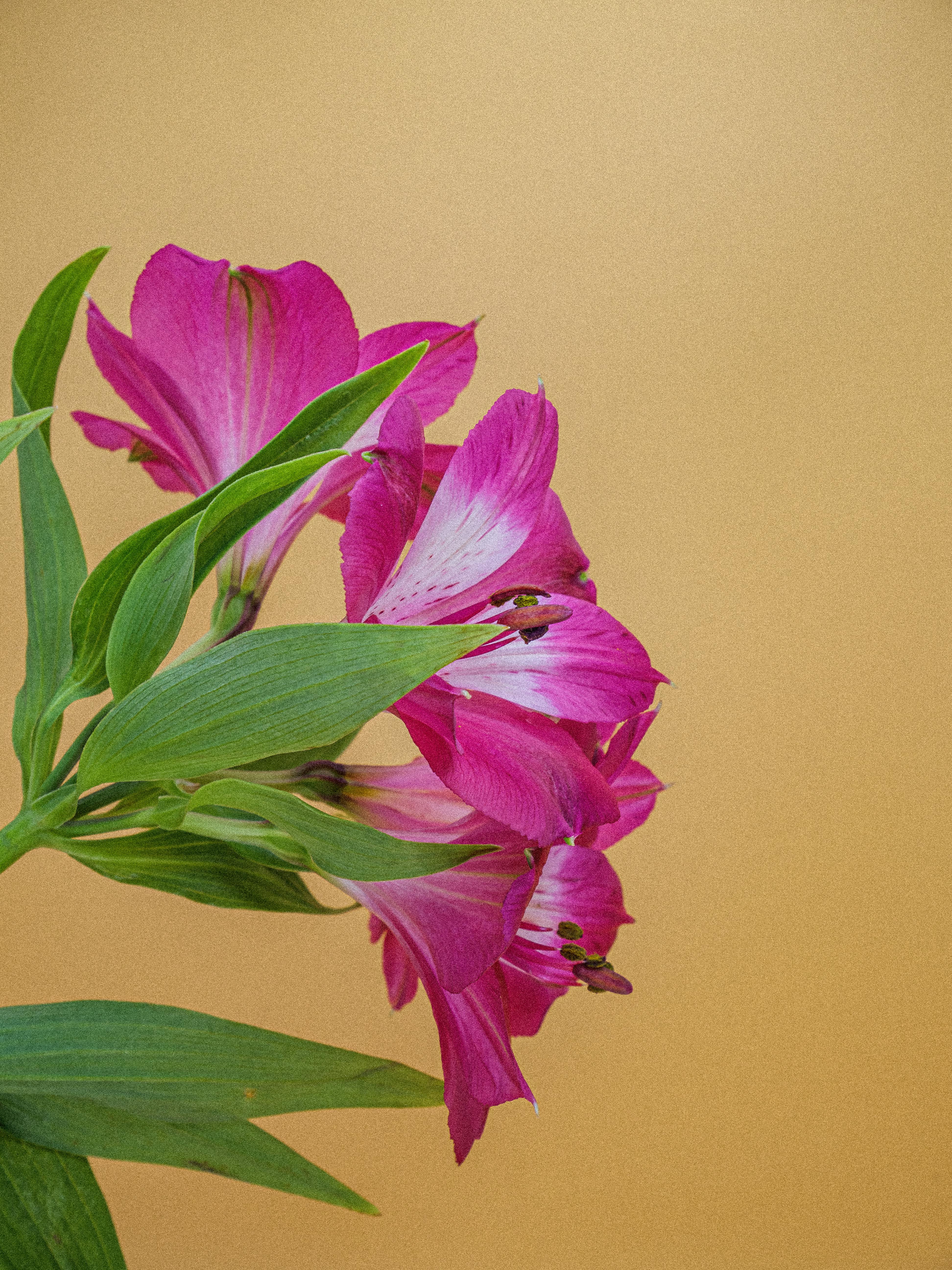 Close-up of pink Alstroemeria flowers against a vivid yellow background, perfect for bright and cheerful themes.