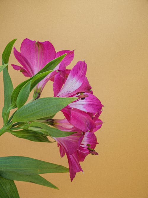 Imagine de stoc gratuită din a închide, flori, fotografiere verticală