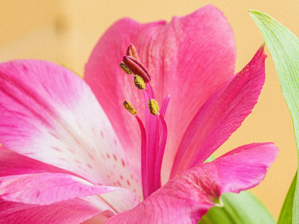 çiçek, ercik, erkek organ içeren Ücretsiz stok fotoğraf