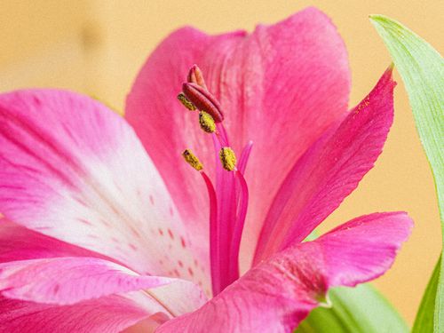 Free A detailed close-up of a vibrant pink lily flower highlighting its delicate petals and prominent stamens. Stock Photo