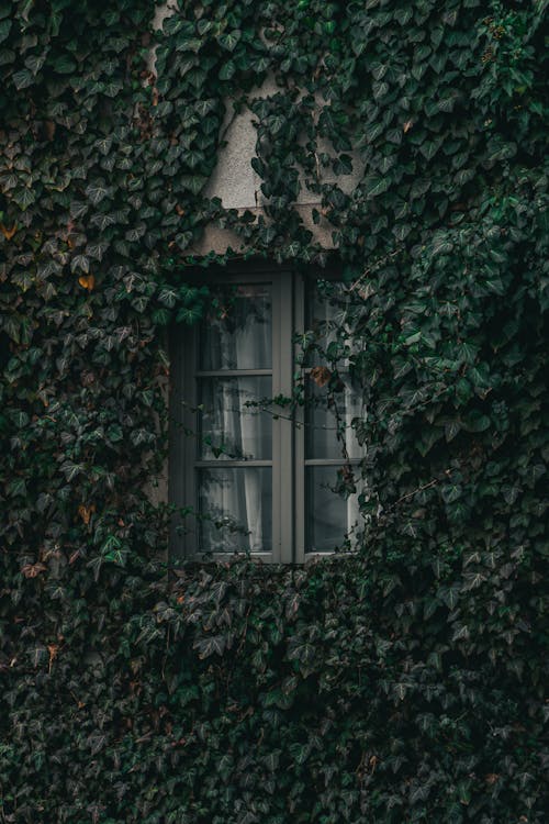 House Wall Covered with Ivy