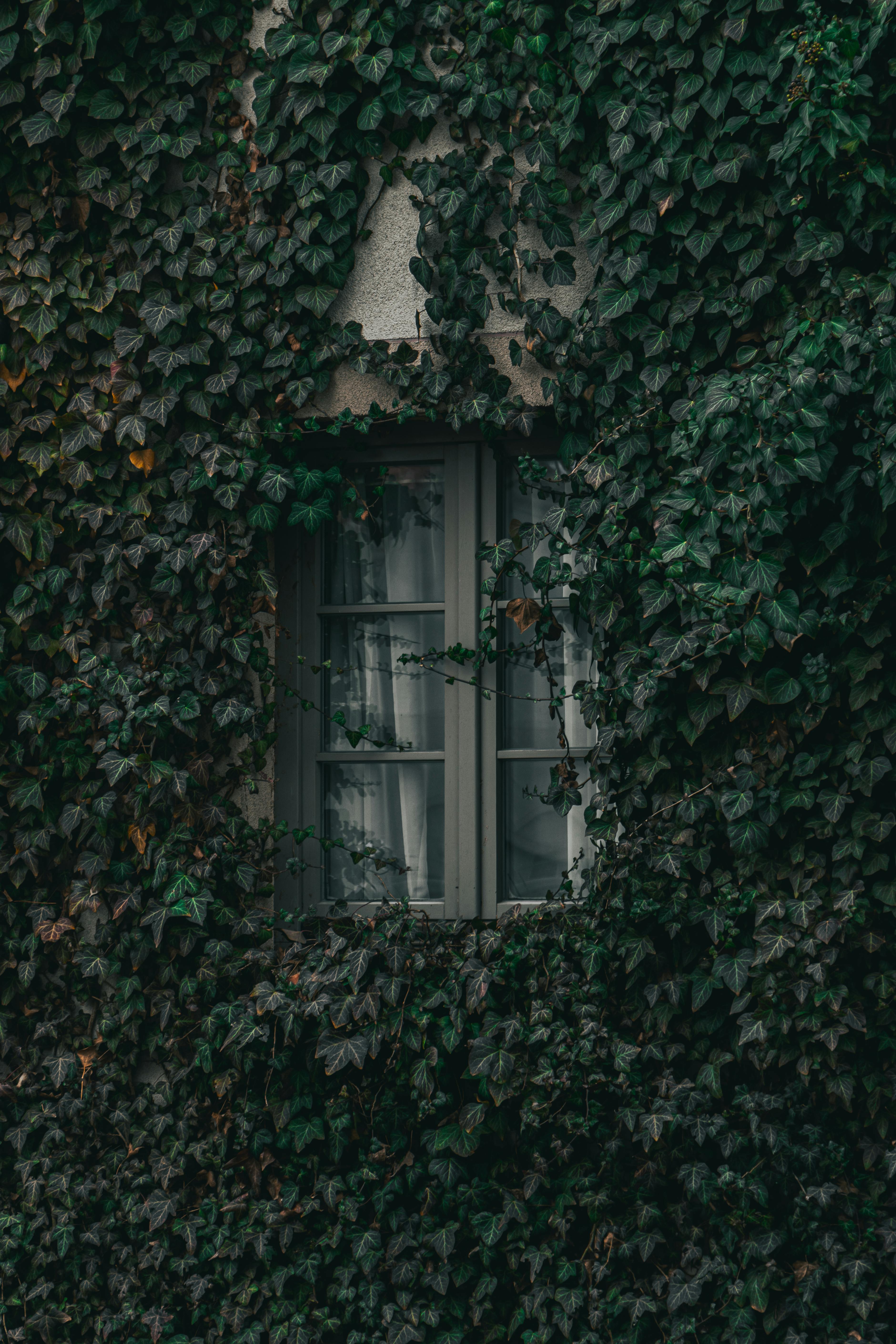 Close-up of Ivy Plant Growing on Brick Wall · Free Stock Photo