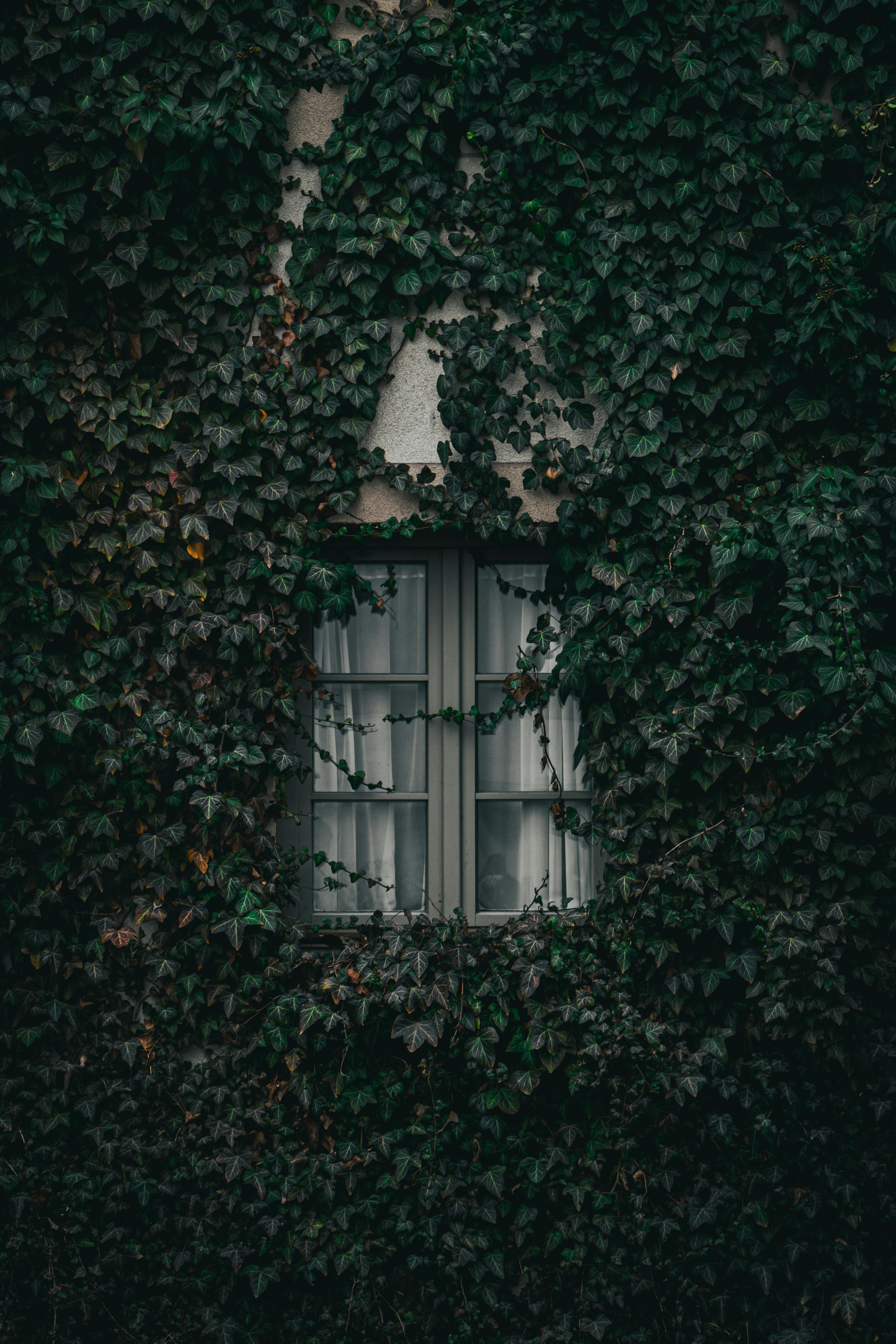 Close-up of a vintage window surrounded by dense, green ivy on a textured wall.