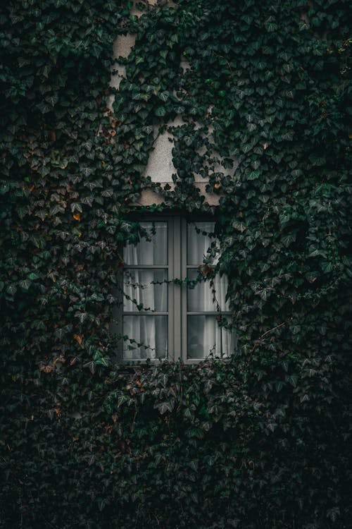 Ivy on House Wall