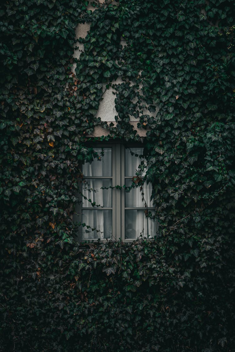 Ivy On House Wall