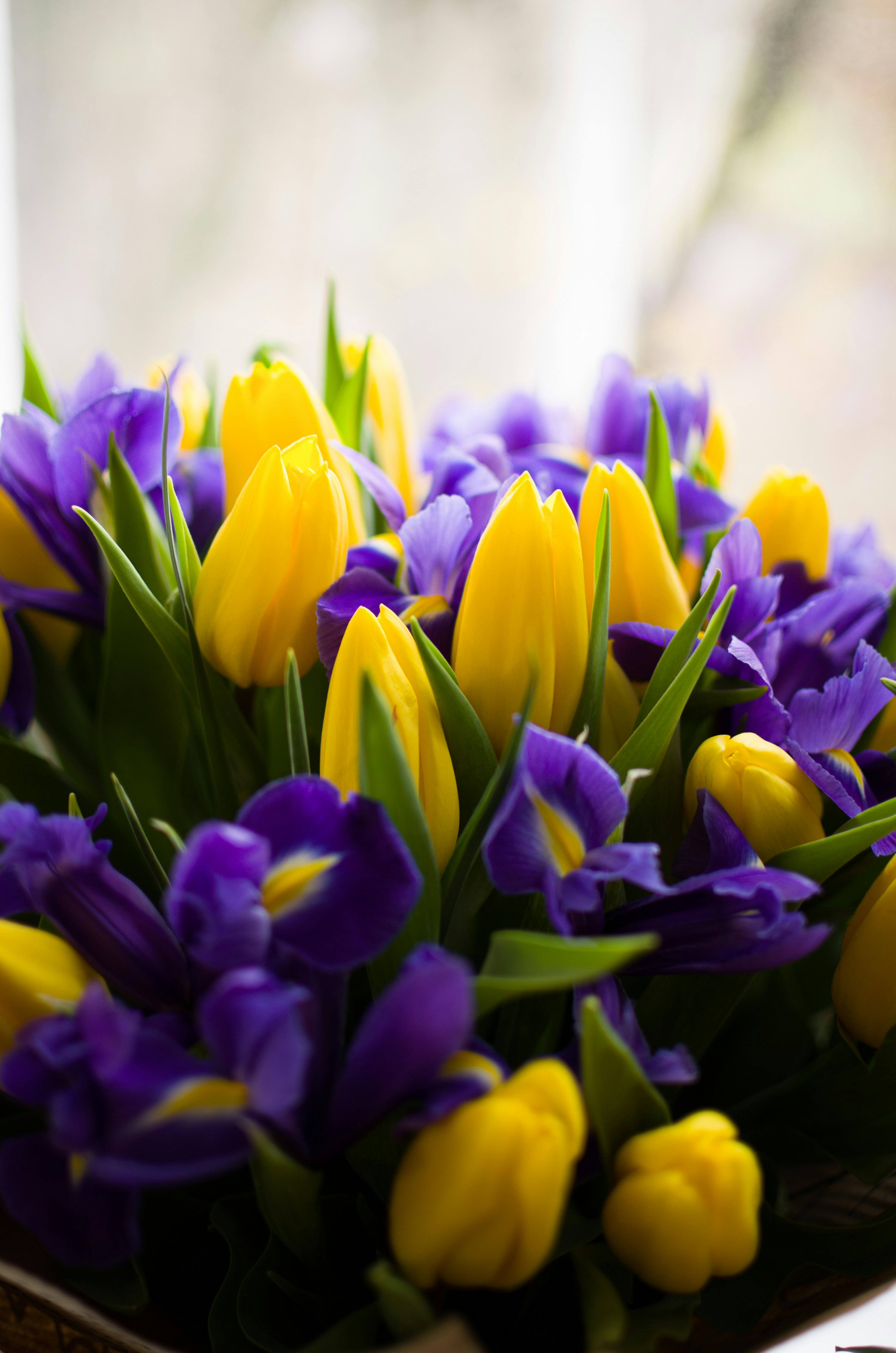 Purple & Yellow Tulips Bouquet