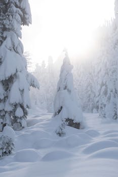 Peaceful winter scene with snow-laden trees and soft sunlight in a tranquil forest.