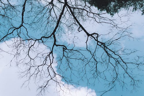 Close up of Branches under Clouds