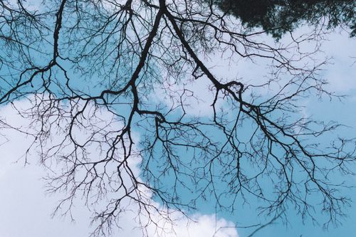 Free A striking view of bare tree branches set against a vivid blue sky with scattered clouds. Stock Photo