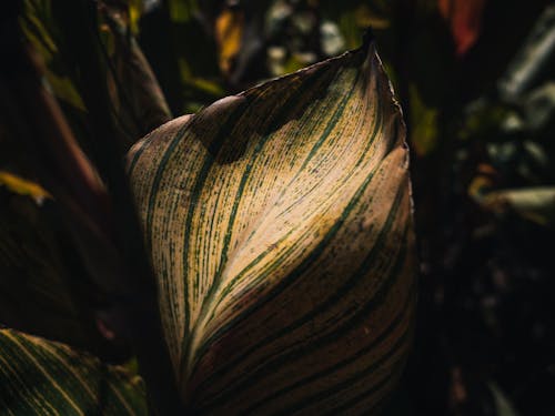 Darmowe zdjęcie z galerii z botanika, dekoracyjny, liść