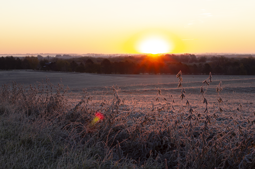 Free Winter sunrise over soybean field Stock Photo