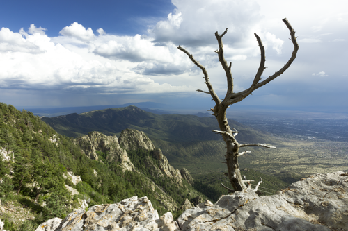 Free Dead tree mountain overlook Stock Photo