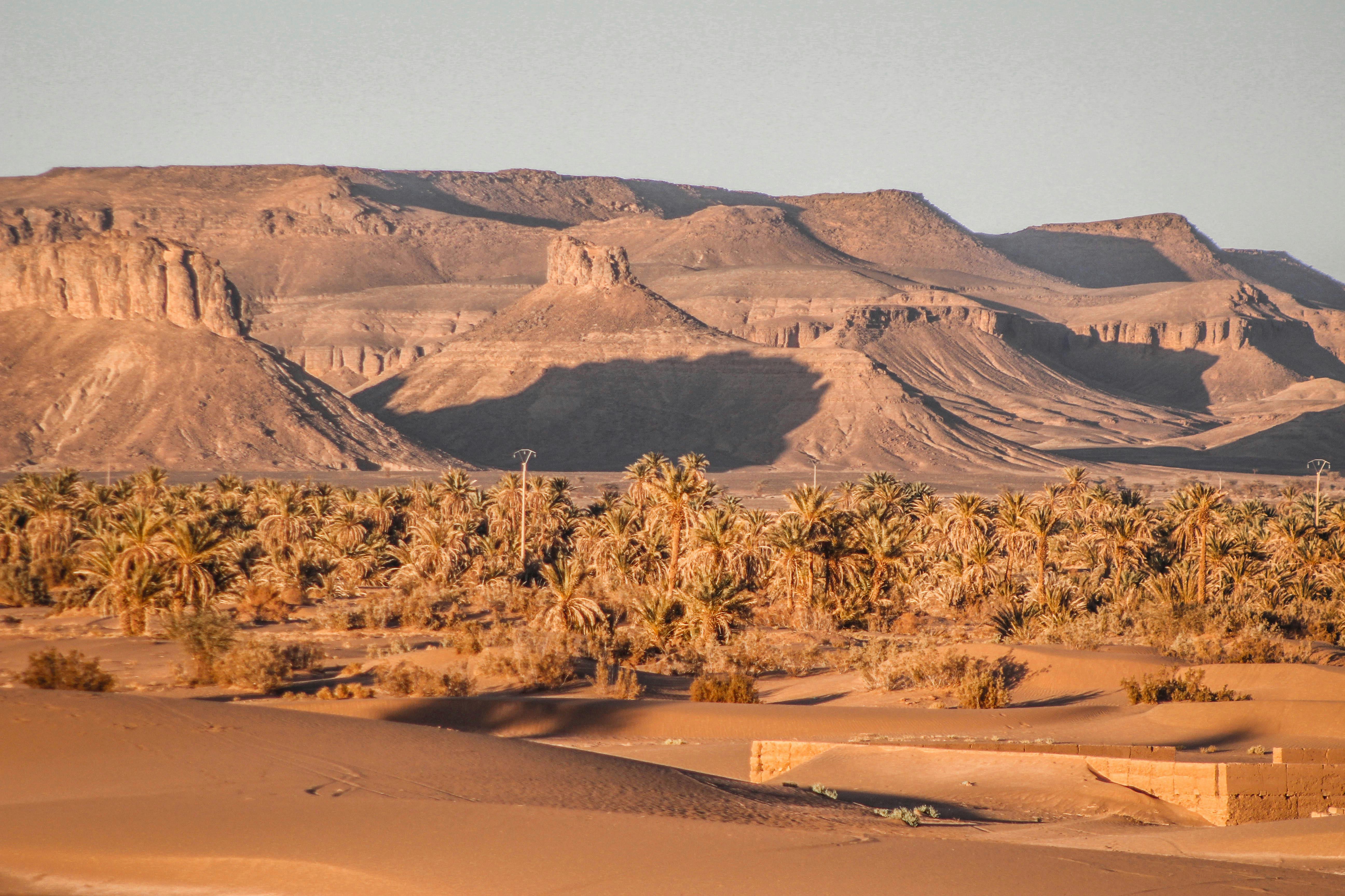 Palm Trees on Desert