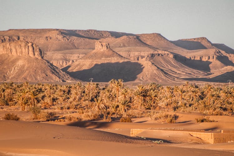 Palm Trees On Desert