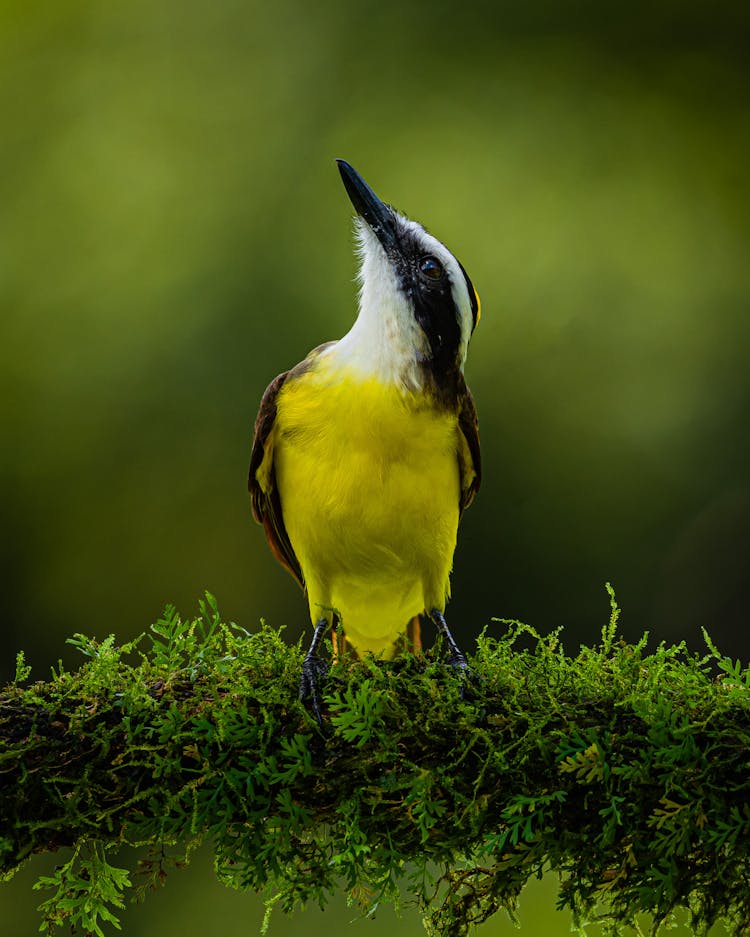 Bird Perching On Moss