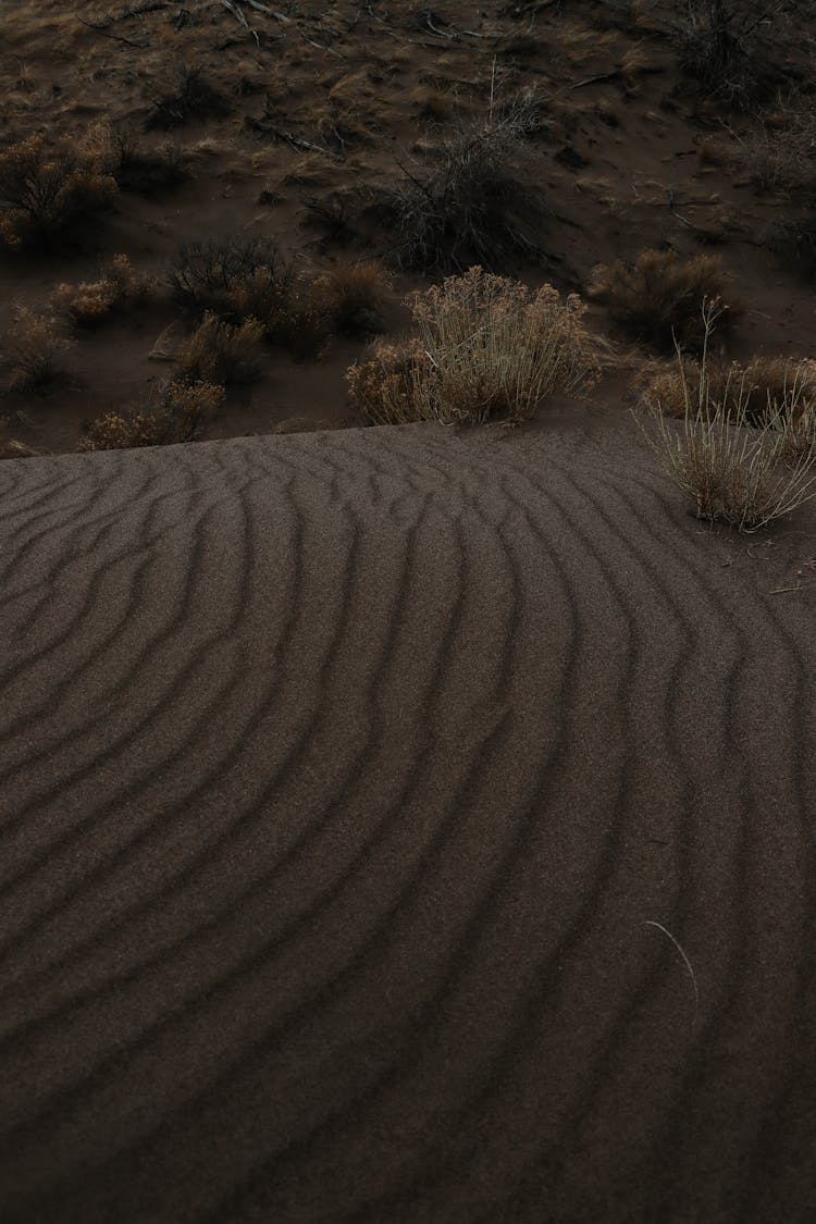 Sand Dune In Colorado, USA